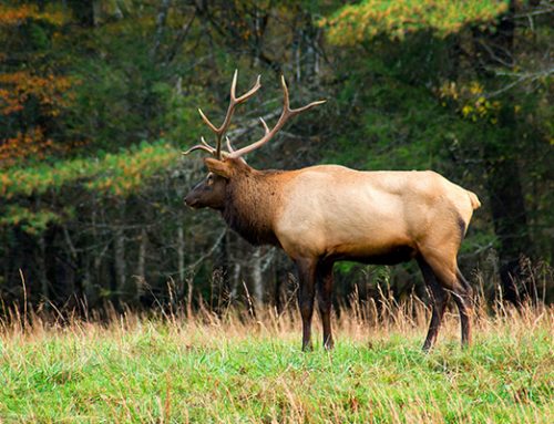 Cataloochee Elk Viewing near Maggie Valley