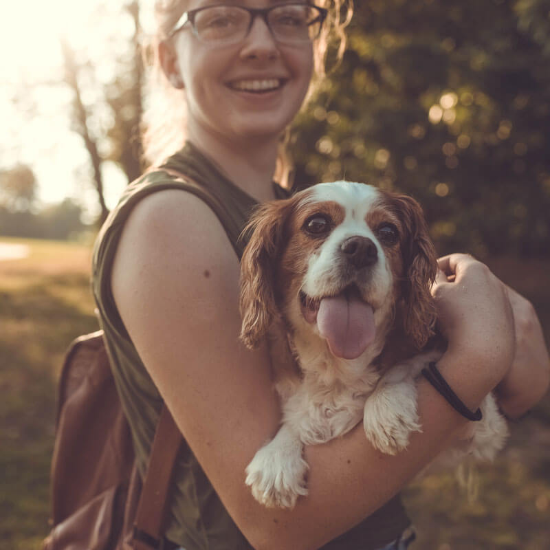 pet-friendly pet friendly hotels in maggie valley nc