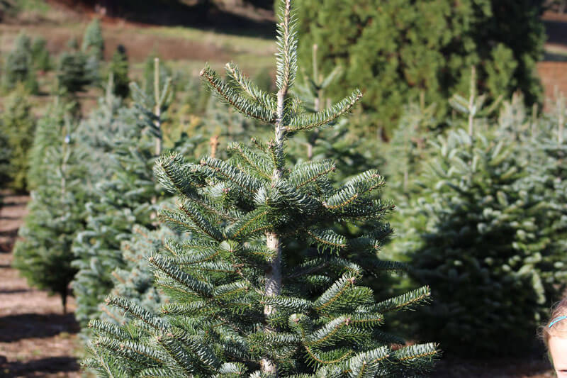 Maggie valley cabin rentals