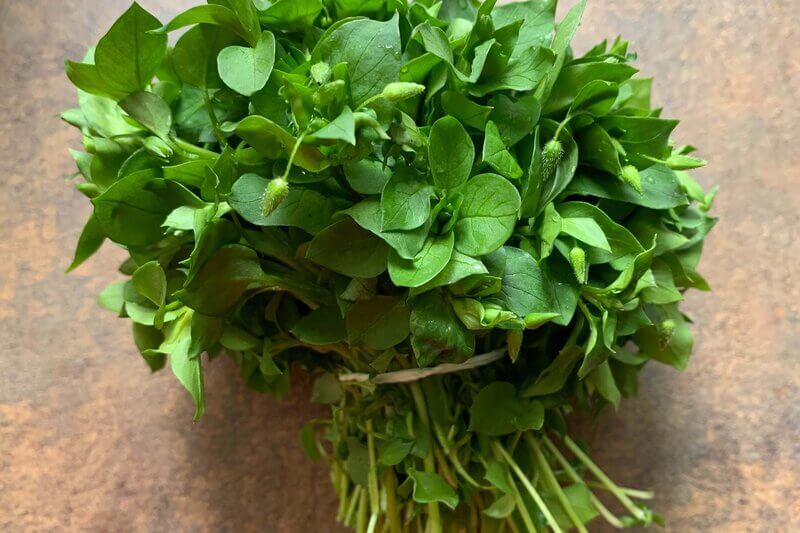 Edible plants in North Carolina