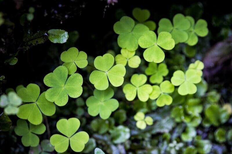 Edible Plants in North Carolina