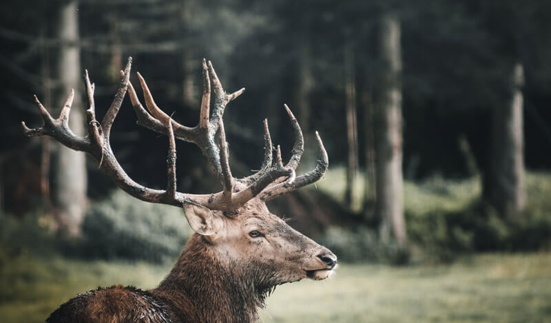 Elk