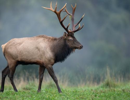 Elk-Spotting 101: Best Times and Places Near Meadowlark Motel